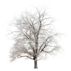 snow tree isolated on transparent background cutout
