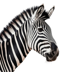 zebra close up isolated on transparent background cutout
