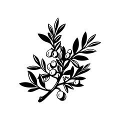Olive branch line art vintage illustration for your design