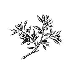 Naklejka premium Olive branch line art vintage illustration for your design