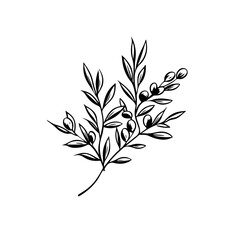 Olive branch line art vintage illustration for your design