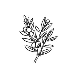 Olive branch line art vintage illustration for your design