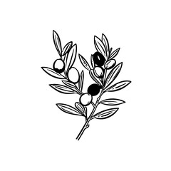 Olive branch line art vintage illustration for your design