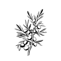Olive branch line art vintage illustration for your design