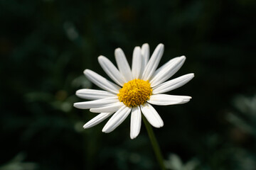 Fototapeta premium Marguerite daisy (Argyranthemum Frutescens) flower close up in isolated black background