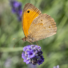 Papillon myrtil