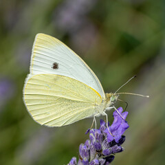 Papillon piéride de la rave