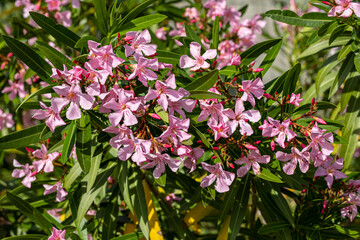 Laurier rose en fleurs