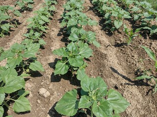 Sunflower plants in the field during growth
