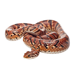 Obraz premium snake isolated on transparent background cutout