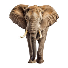 Fototapeta na wymiar elephant isolated on transparent background cutout