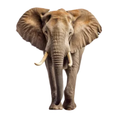 Foto op Canvas elephant isolated on transparent background cutout © Papugrat