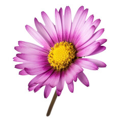 Obraz premium pink daisy flower isolated on transparent background cutout