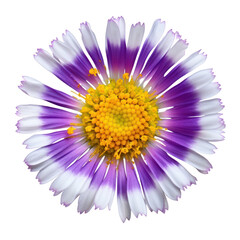 purple daisy flower isolated on transparent background cutout
