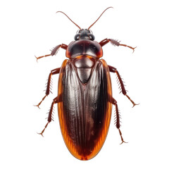 cockroach isolated on transparent background cutout