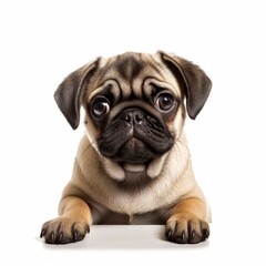 dog face shot, isolated on white background, generative AI