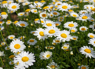 Fototapeta premium daisies in a field