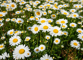 Fototapeta premium field of daisies
