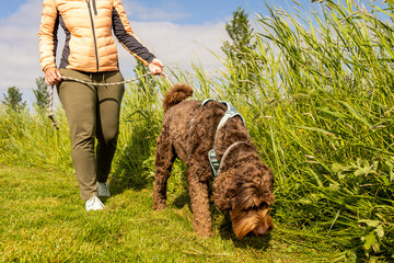 Chocolade brown Labradoodle being walked on gras field