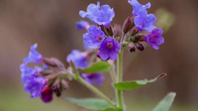 Buds of spring flowers Pulmonaria obscura or Lungwort close-up