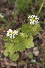 Alliaria petiolata, garlic-scented herb, white-flowered herb