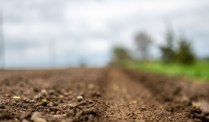 low angle view of a tire track left in a gravel road in a rural setting with spring green grass and trees on either side. 