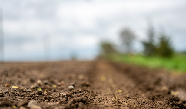 low angle view of a tire track left in a gravel road in a rural setting with spring green grass and trees on either side. 