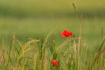 Pole makowe - trawy © MarcinRoj.Fotografia