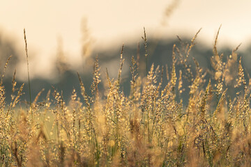 Krajobraz, trawy o złotej godzinie
