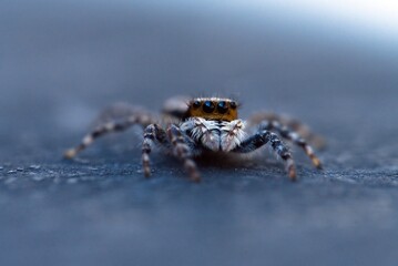 jumping spider with blur background in outdoor