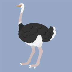 Simple and adorable flat colored Ostrich illustration
