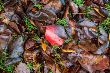 The season of autumn has arrived in the United States. The various leaf colors represent the changing circle from summer to fall. Steps for changing begin with green, yellow, and red color of leaves.