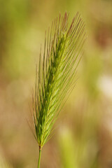 Plant Barley mouse - Hordeum marinum
