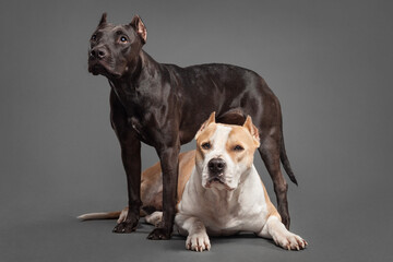 two dogs an american pit bull terrier and a staffordshire dog posing portrait in the studio on a...