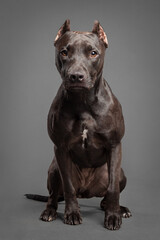 american pit bull terrier dog sitting portrait in the studio on a grey background
