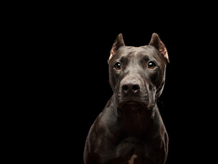 american pit bull terrier dog head portrait in the studio on a black background