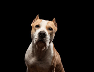 american staffordshire terrier dog head portrait in the studio on a black background