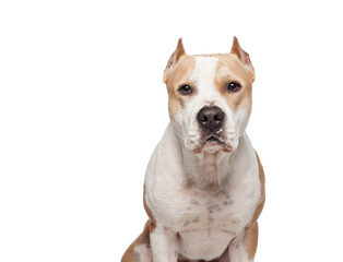 american staffordshire terrier dog head portrait in the studio on a white background