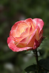 Colorful roses in summer garden