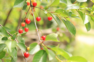 Cherry berries on a branch close-up. A fruit tree grows in an organic cherry orchard on a sunny day. Agriculture, growing crops