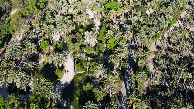 Aerial view above El Palmeral de Elche in the south of Spain