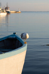 Seagull walks on the boat on the pier