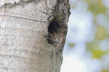 The young northern flicker watches the surroundings from the nest cavity.