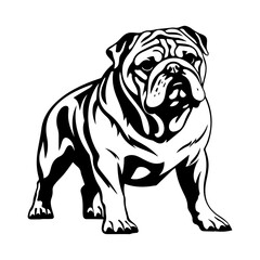 bulldog cartoon on white background illustration