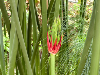Young papyrus leaf (lat. Cyperus papyrus)