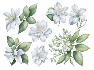 set of watercolor jasmine elements on transparent background, generative ai