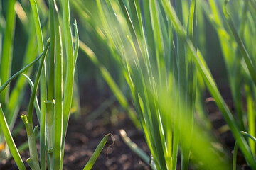 Onions growing in the vegetable garden. Close-up of green onions.