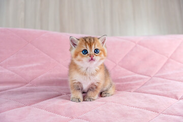 British breed golden chinchilla kitten.