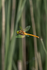 dragonfly ( Aeshna isoceles ) in flight 