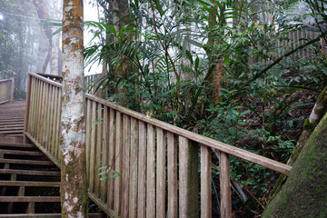 Fototapeta premium Wooden stairs in the forest.